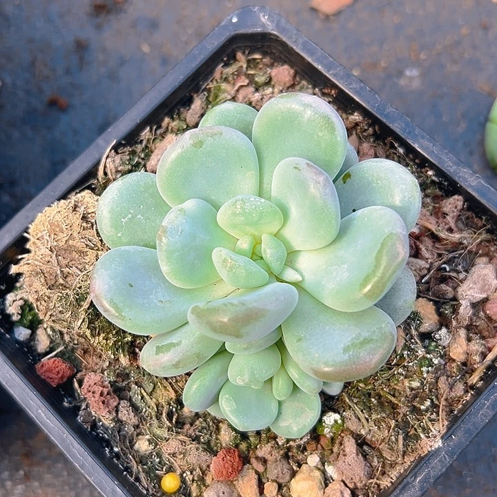 刚果系美人特价福利