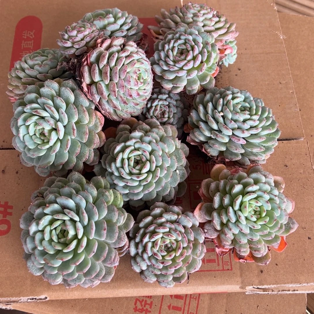 精品多肉植物白胖子12个