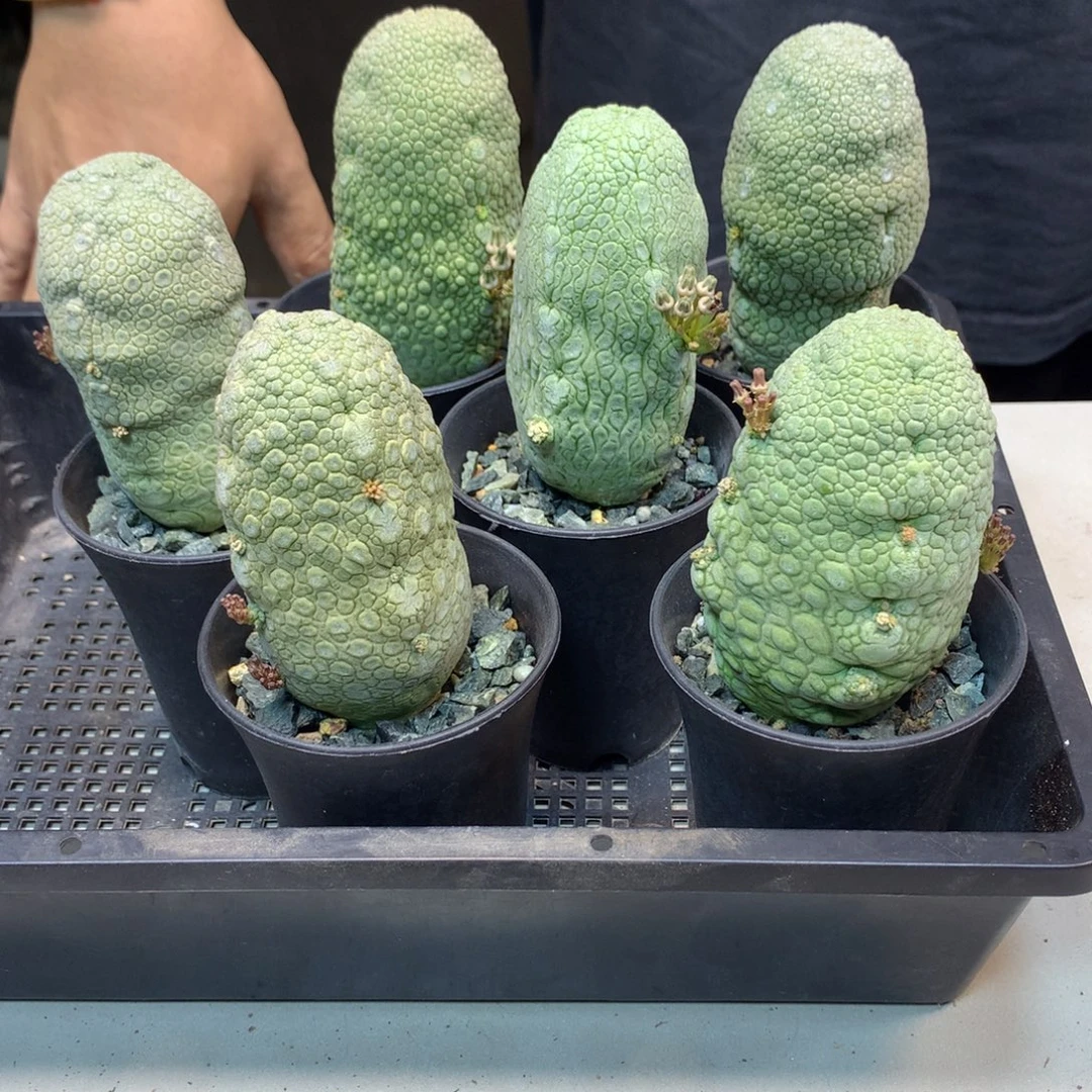 实生 林提玉冠幅4公分 高度9公分起发