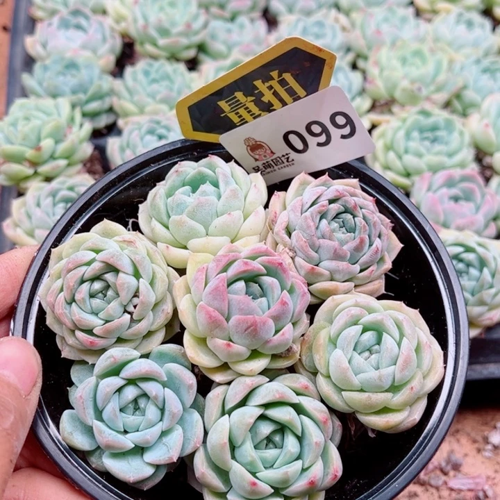 多肉植物多肉植物