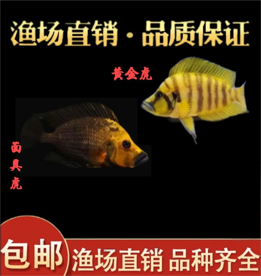 【渔场直销】进口野生三湖慈鲷坦湖金头虎面具虎黄金虎小型观赏鱼