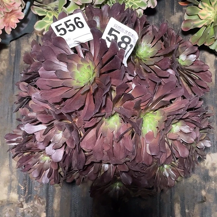 556黑铜湖法师2-12