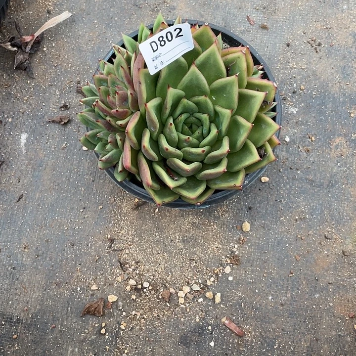 若如东云单拍D802