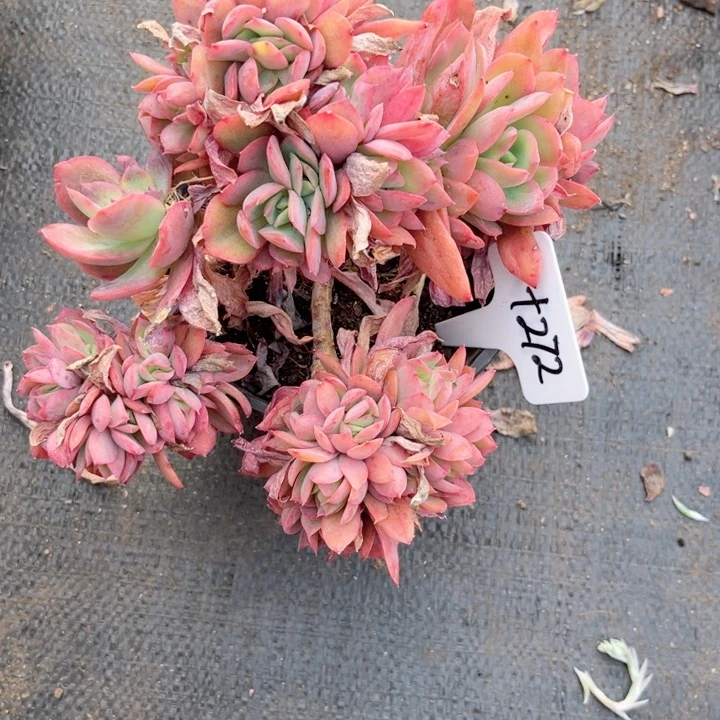 多肉植物9.9包邮