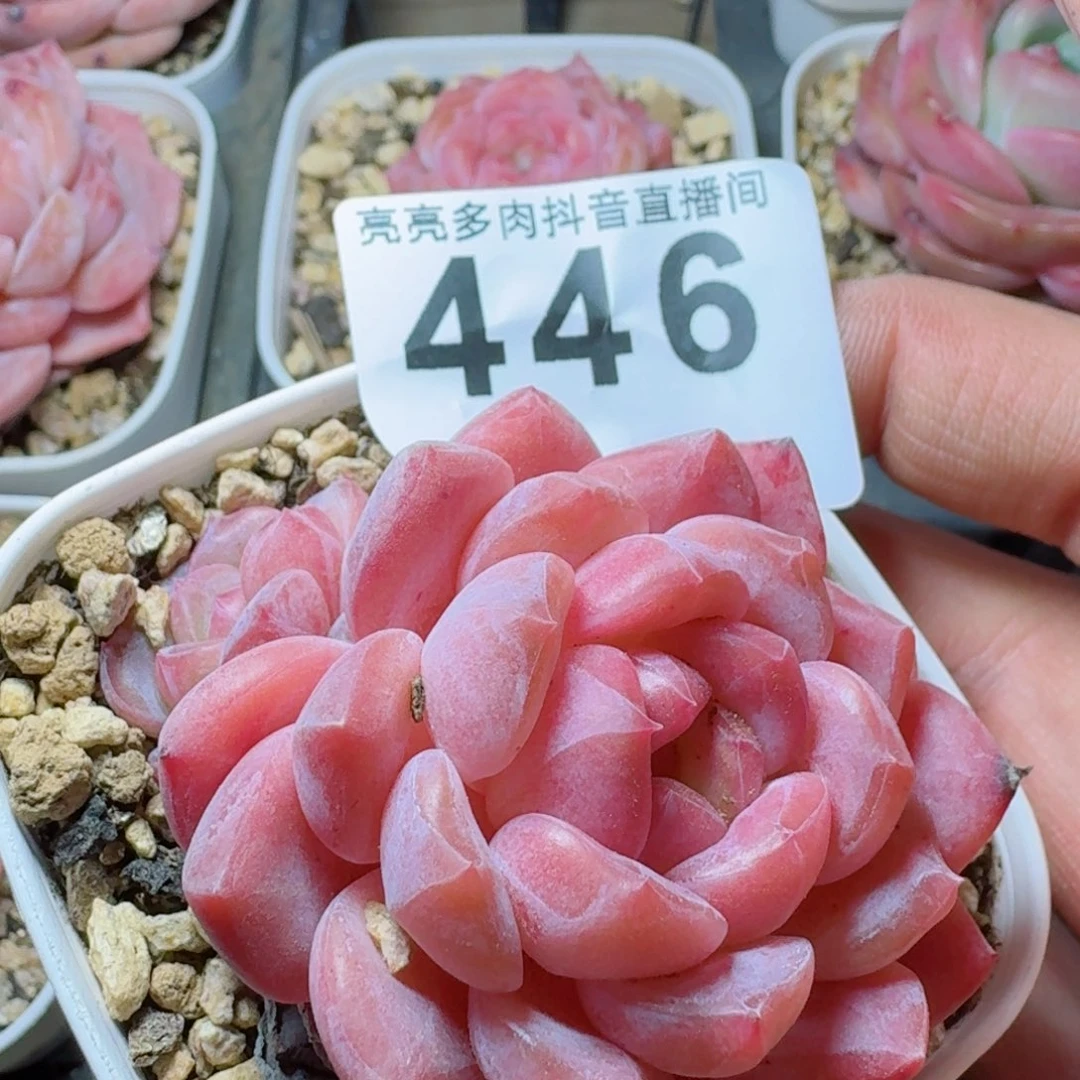 冰魄         多肉植物