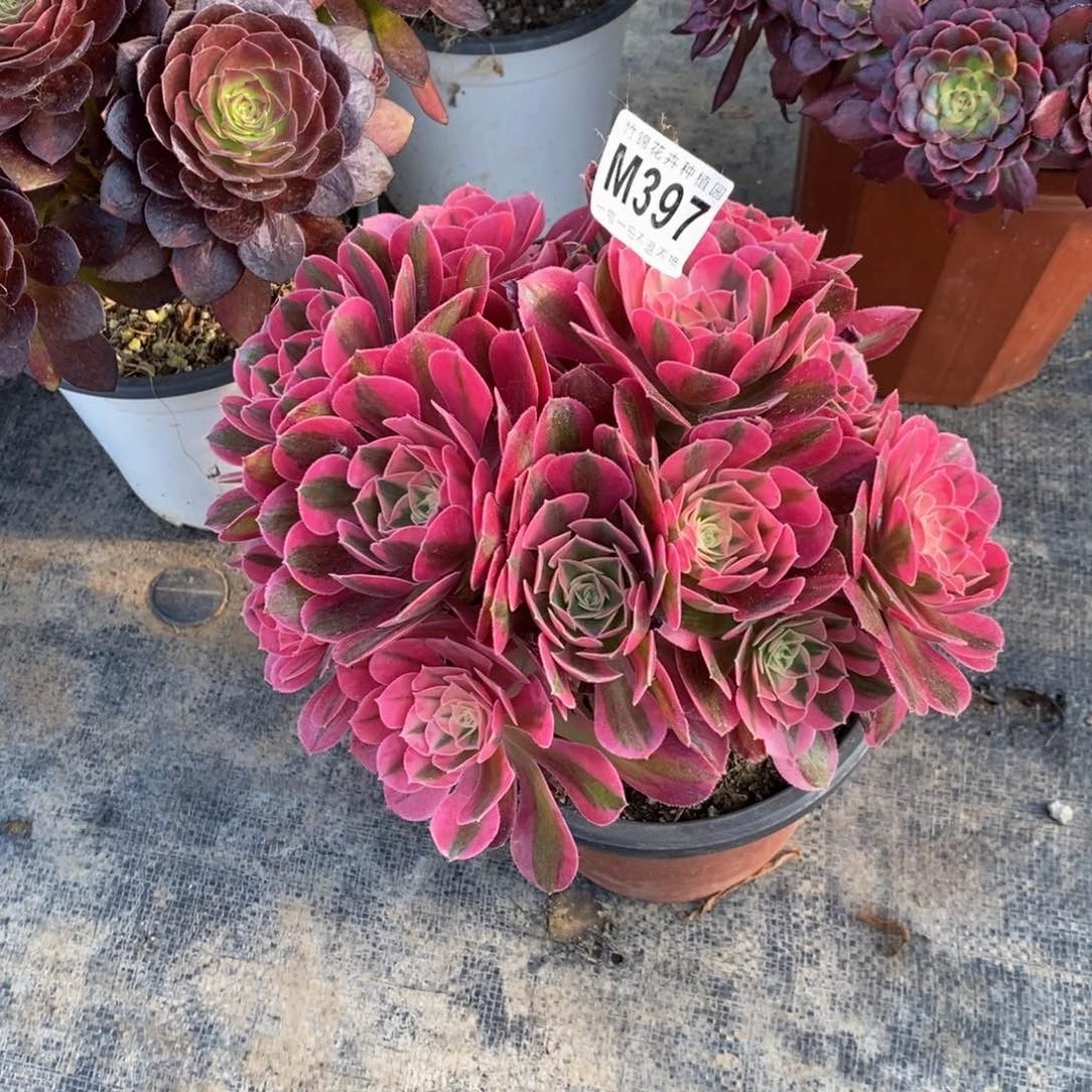 全部花朵397丛林粉女巫小棵