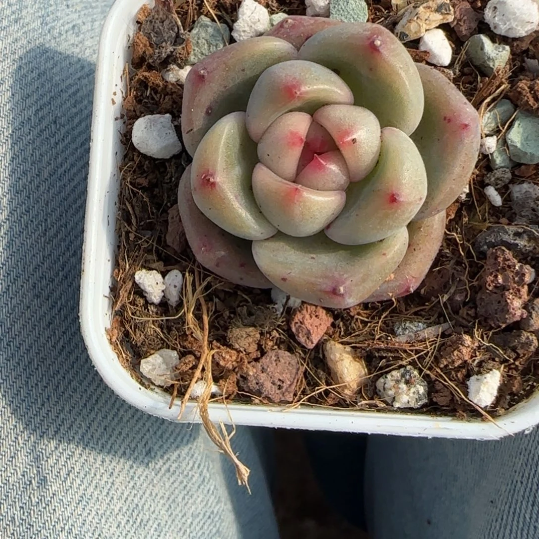 小卡拉米糖心一物一拍