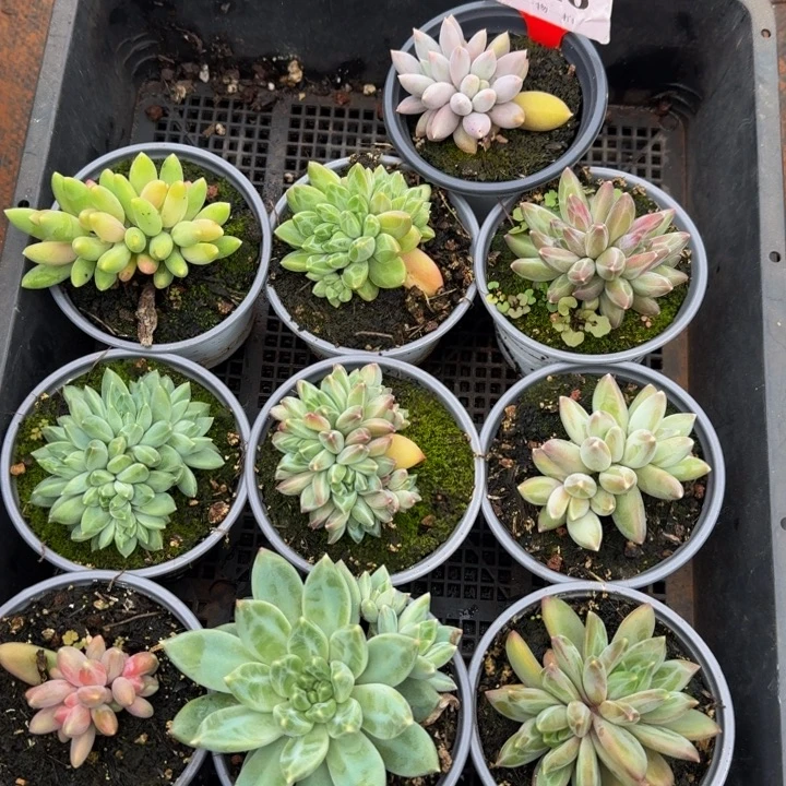 010多肉植物一物一拍