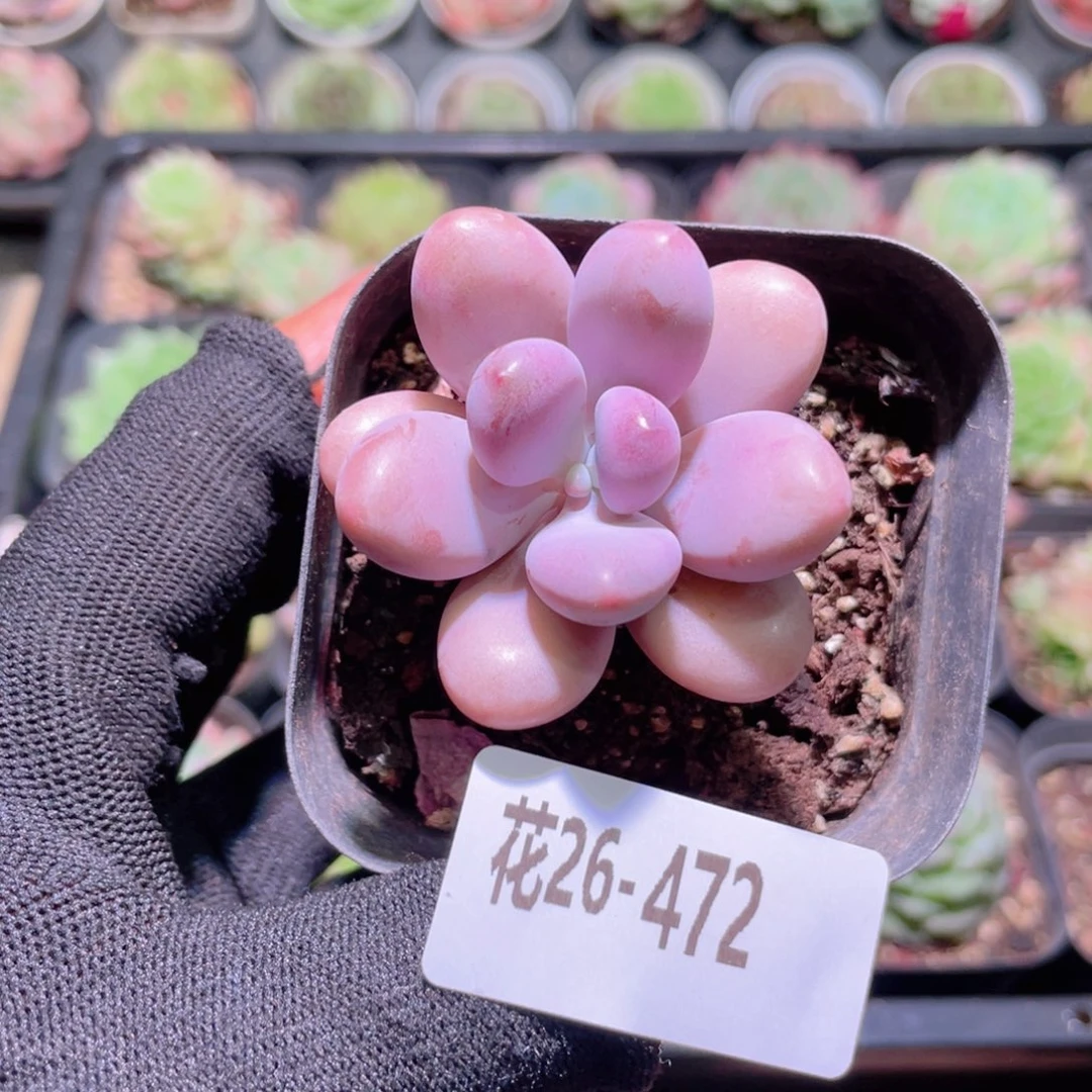 花利美26-472桃蛋