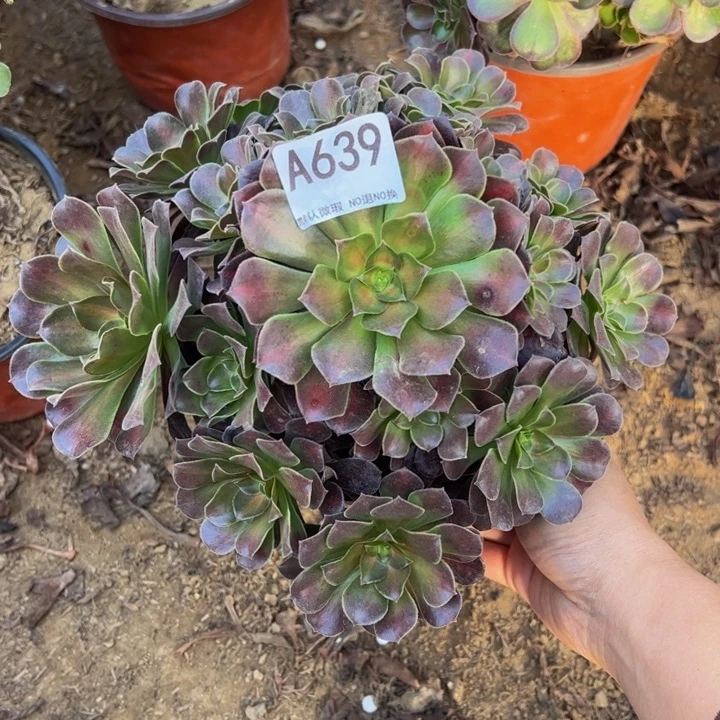 花纳多肉植物639.