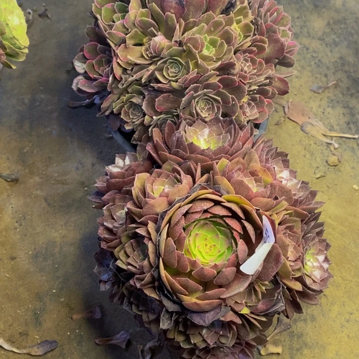 两盆多肉断头不包5900