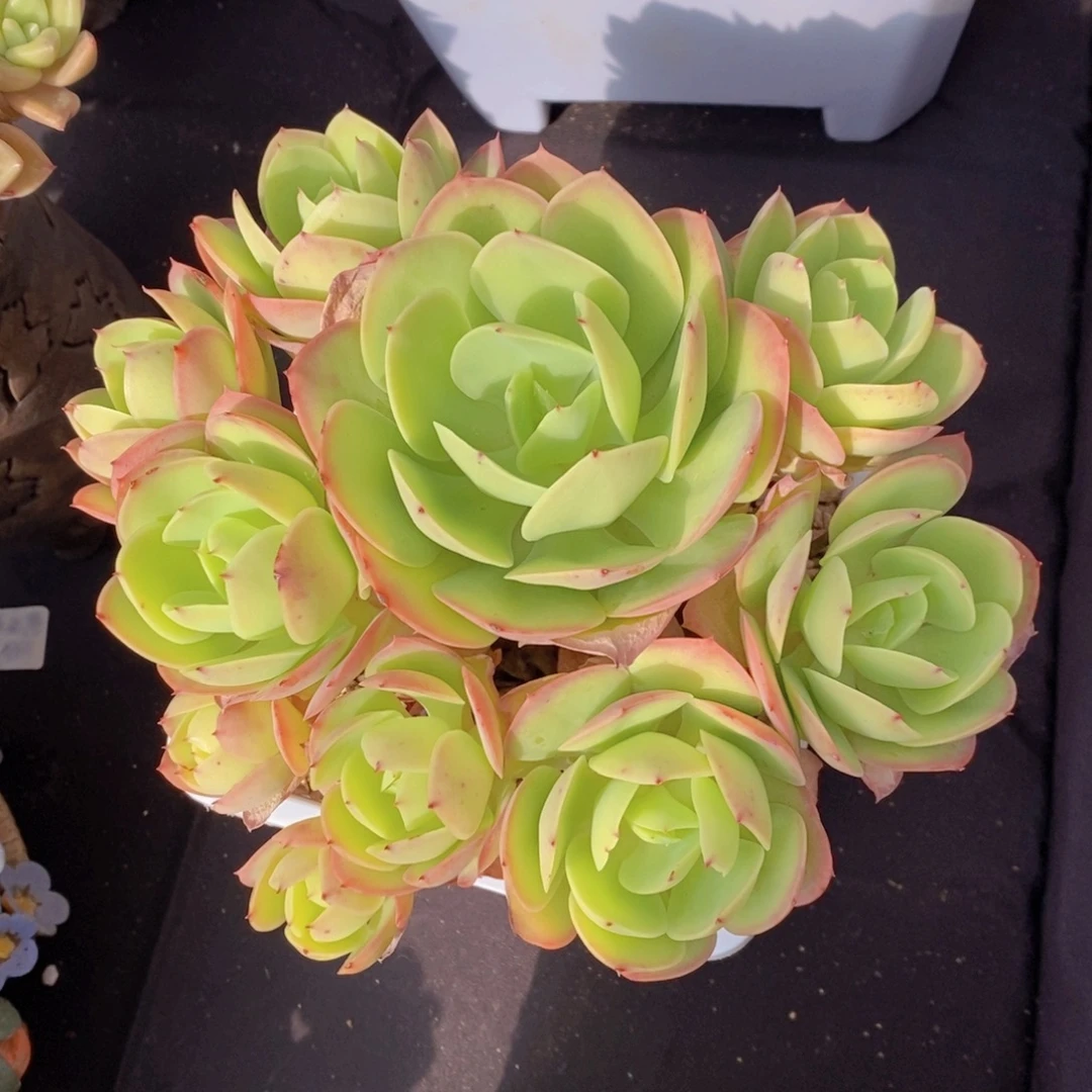 碧桃 一物一拍 多肉