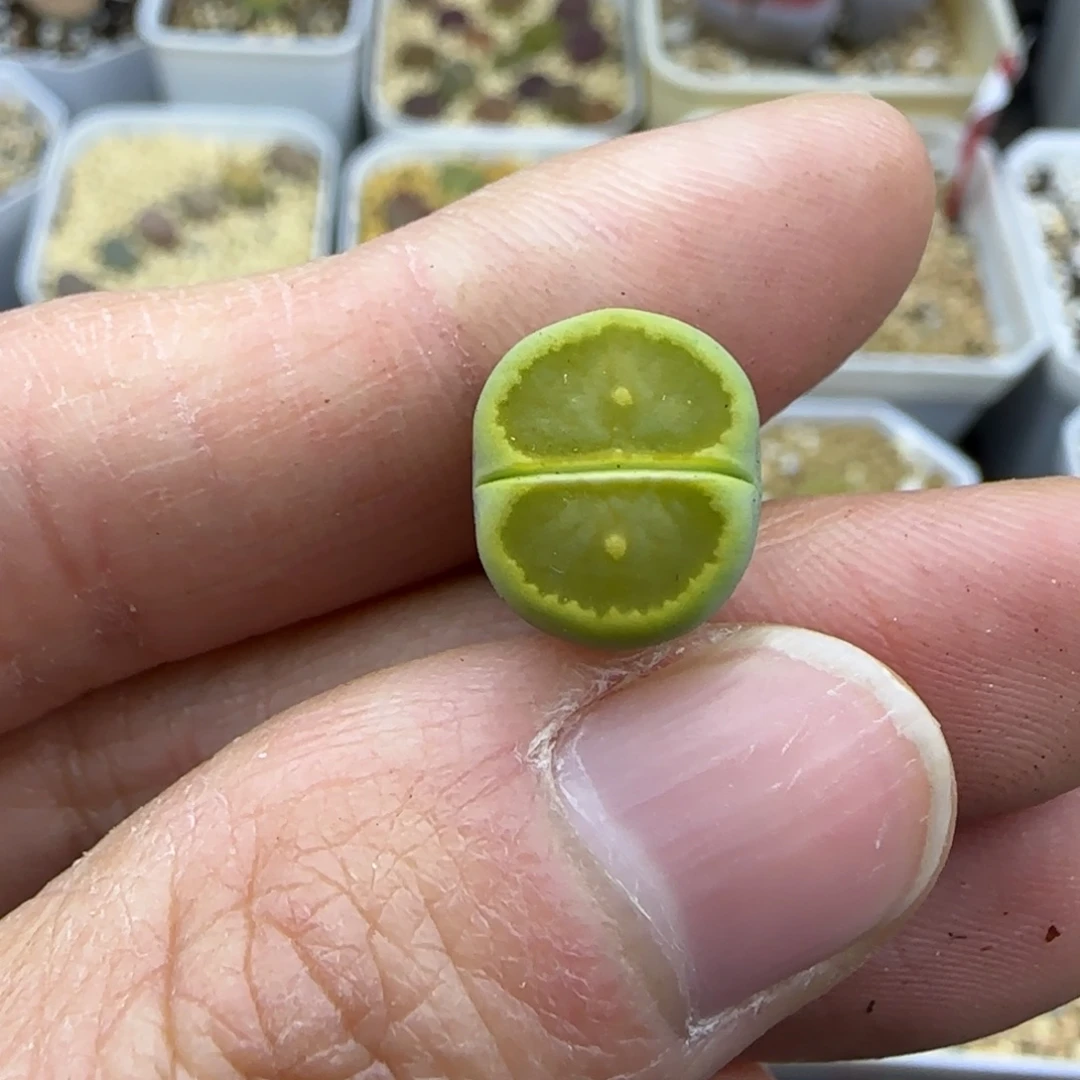 522牛角尖黄巴黎绿菊福利