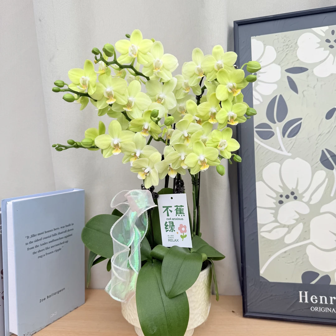 蝴蝶蘭【台大微笑】绿色系 桌面款小花型  爆花量