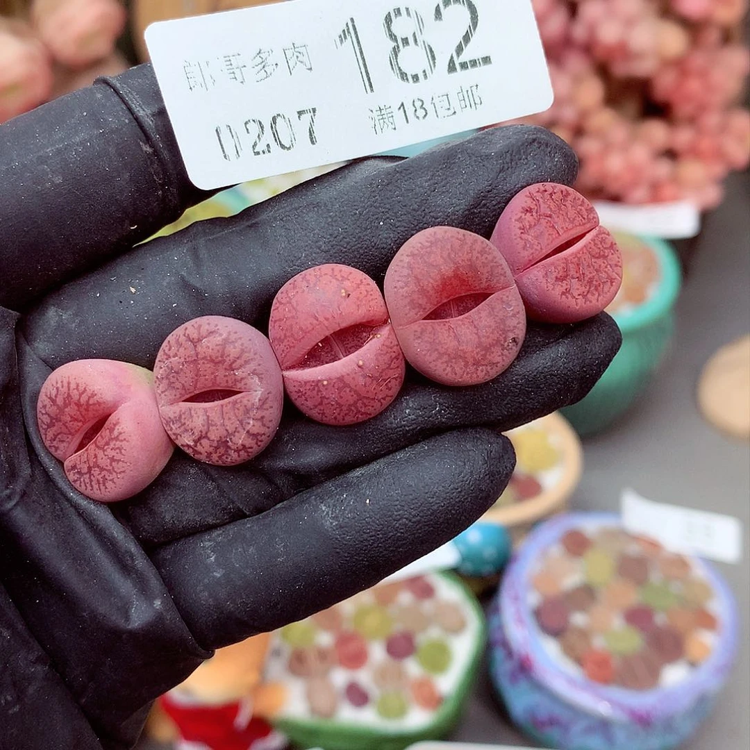 生石花满18包邮7-182