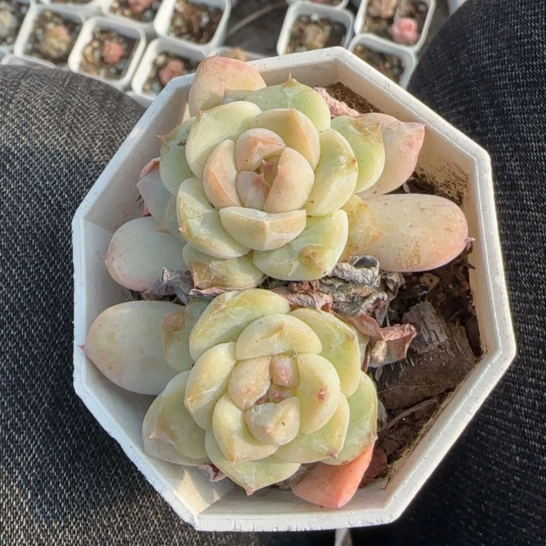 小卡拉米糖心一物一拍