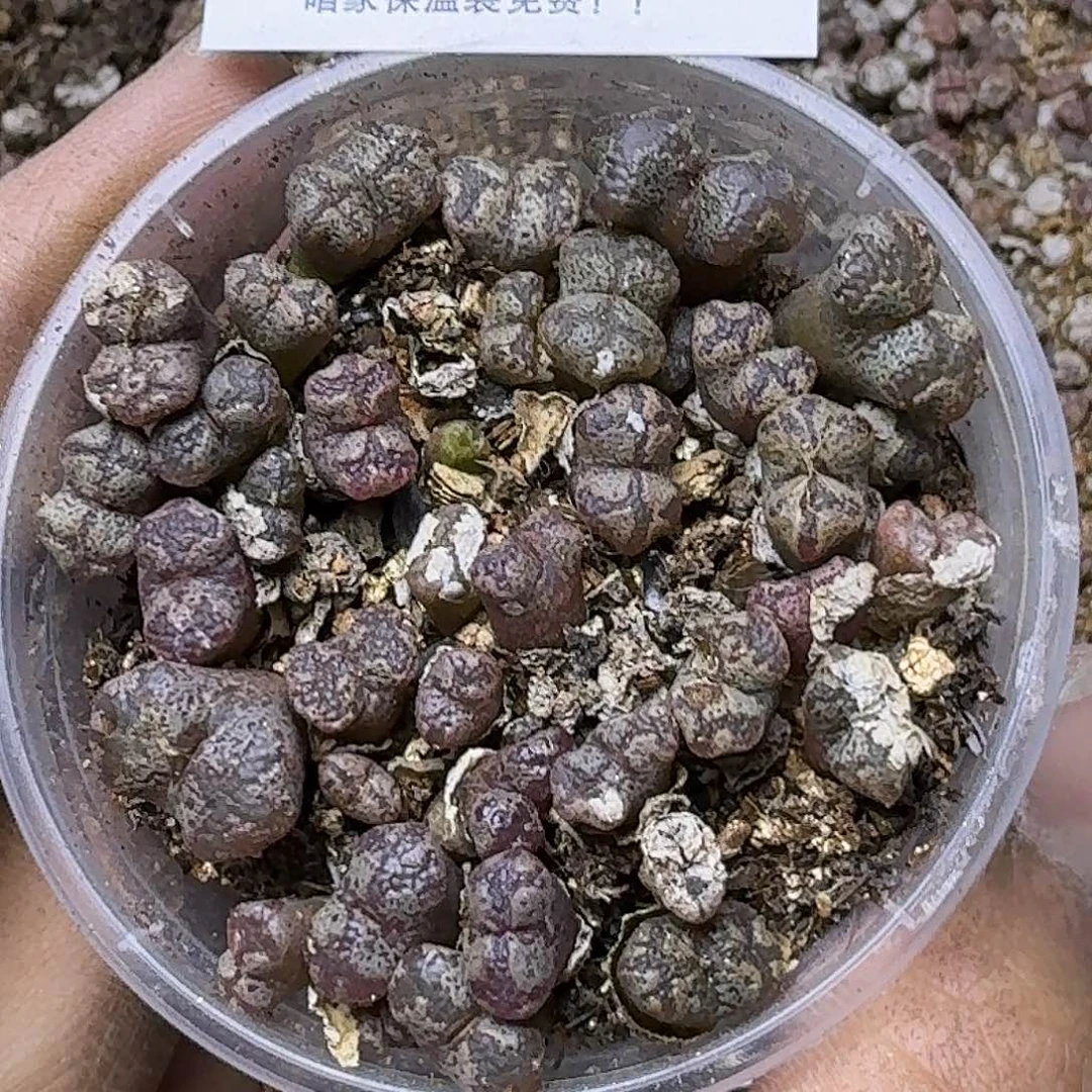 1547 哈哈哈哈哈哈哈哈哈