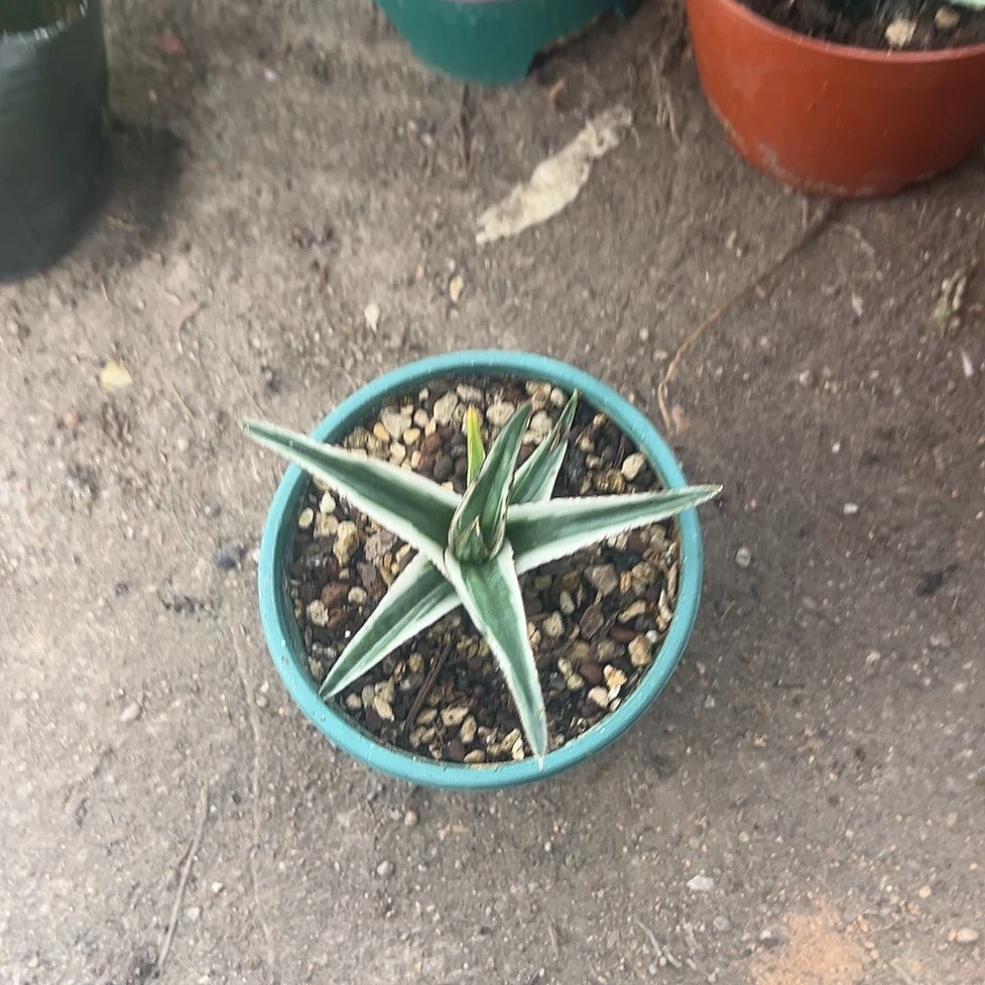 用****0冰山植物生长