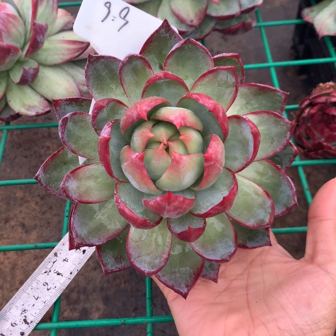 蜡***️9.9福利132号多肉植物