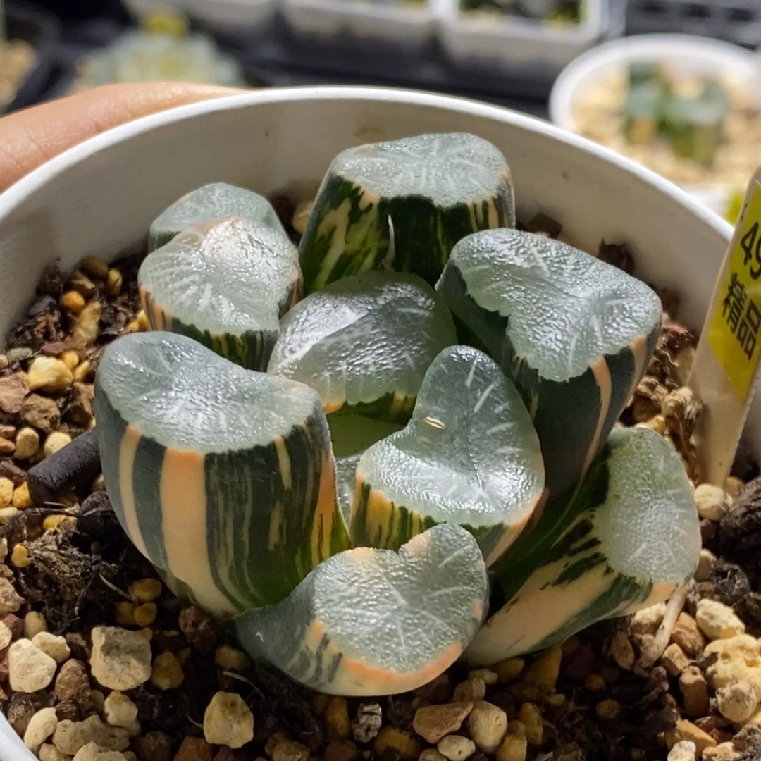 494号欧大宝实生万象锦多肉