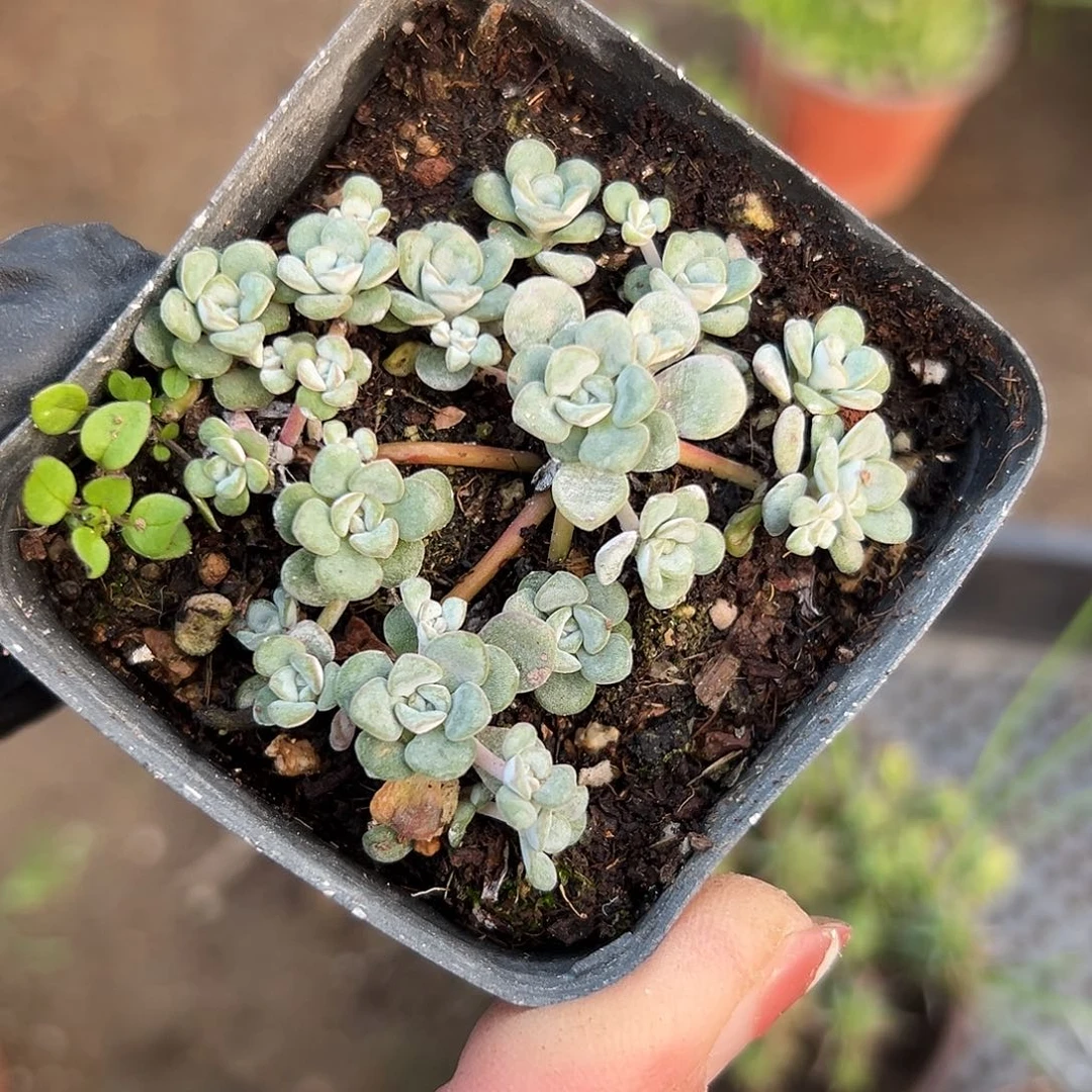 多肉植物白霜群生