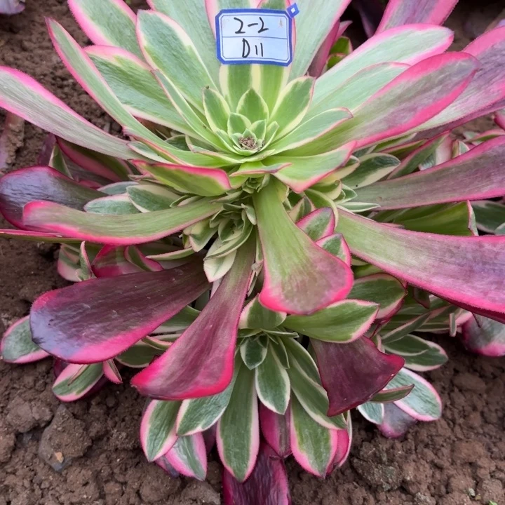 量拍一颗凤冠断枝不包