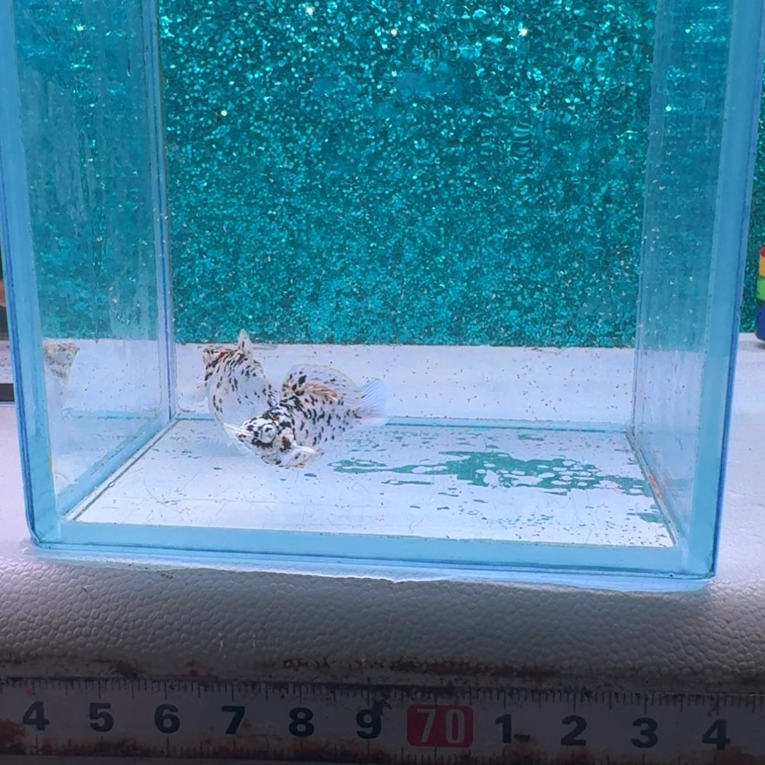 黑玛丽鱼581号玛丽2条
