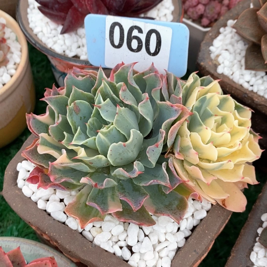 海啸锦多肉植物盆栽