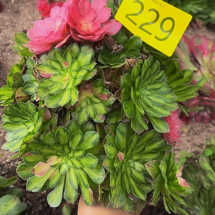 多肉植物福利229个