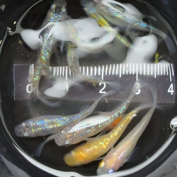 青鳉鱼混搭42号青鳉