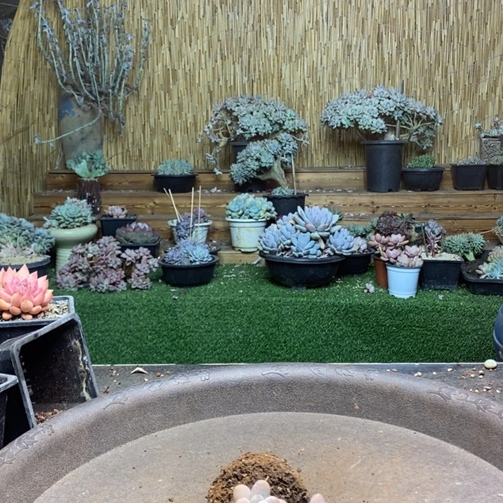 千***雪923号洛神多肉植物