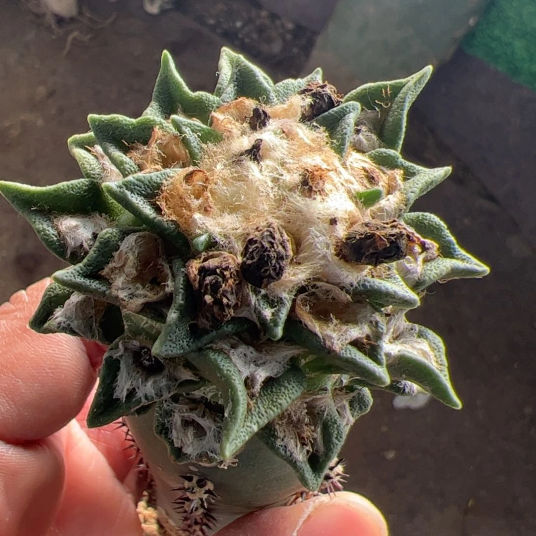 勃氏黑牡丹仙人球884