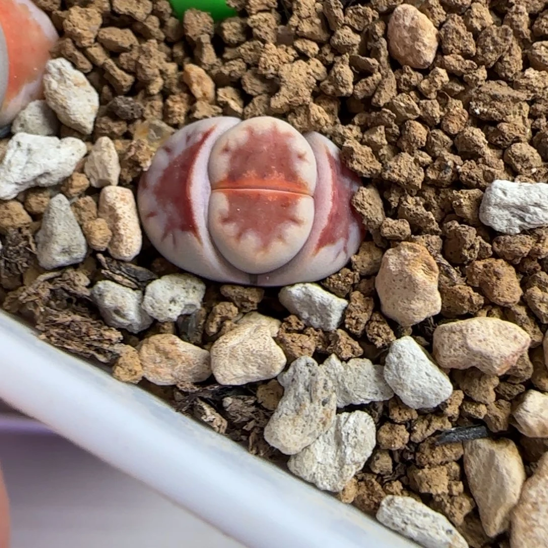 001生石花大棚直播