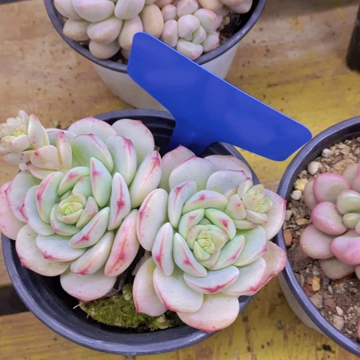 团**?多肉植物，开心多肉