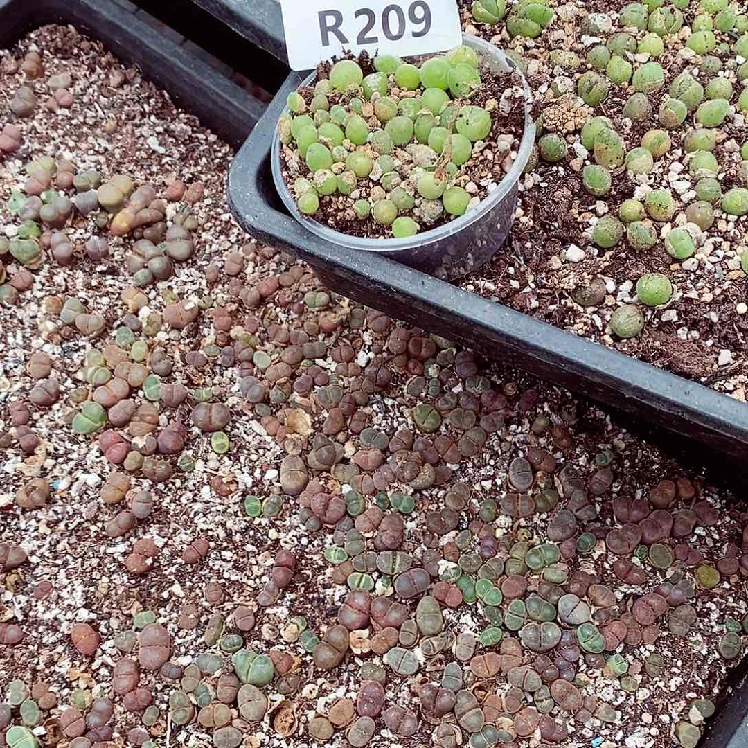 佩***·209啊啊啊啊啊啊啊啊啊