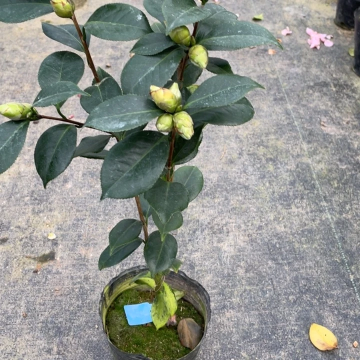 完全开放茶花白瑞奇