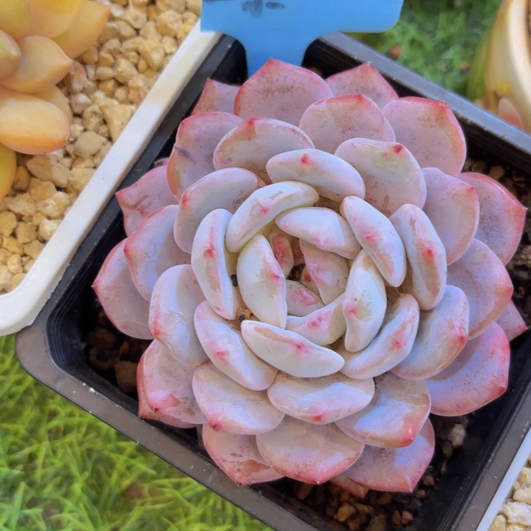 ****妹云南金致家精品多肉