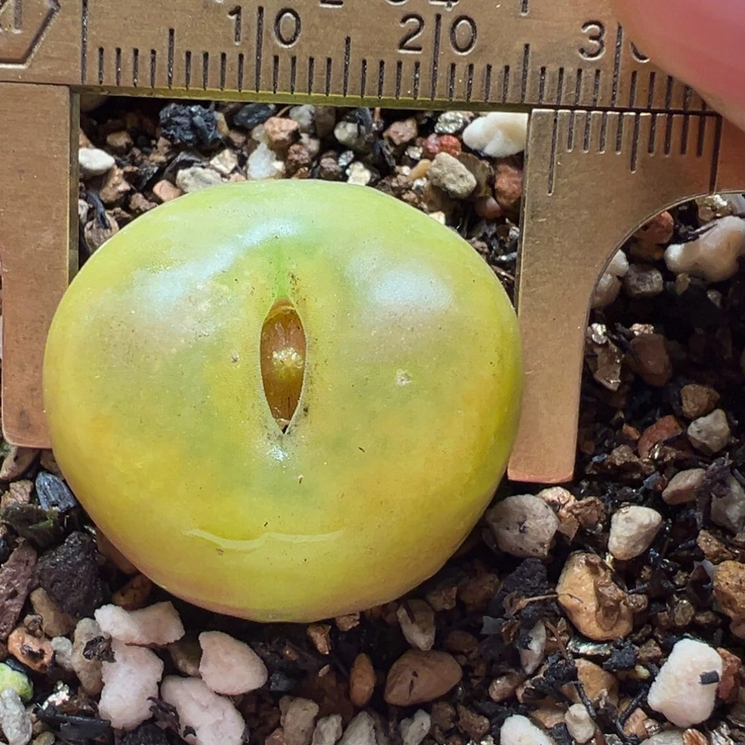 安贞毛多肉植物百科