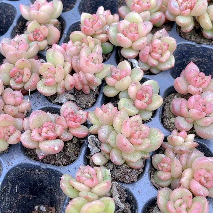 小苹果花1元带土发