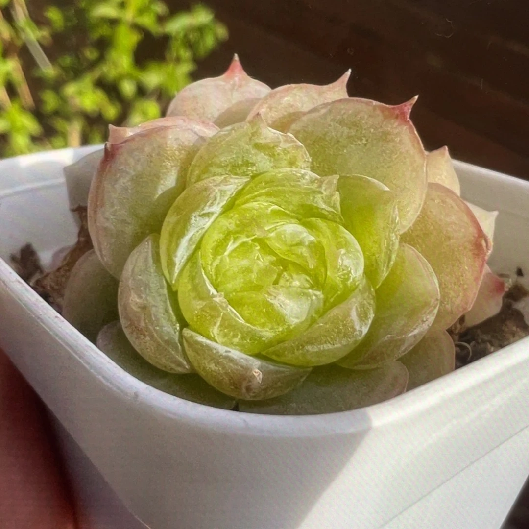 皱白吉20粒种子。。。