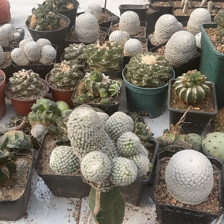 什***昂恩冢实生五个仙人球开花