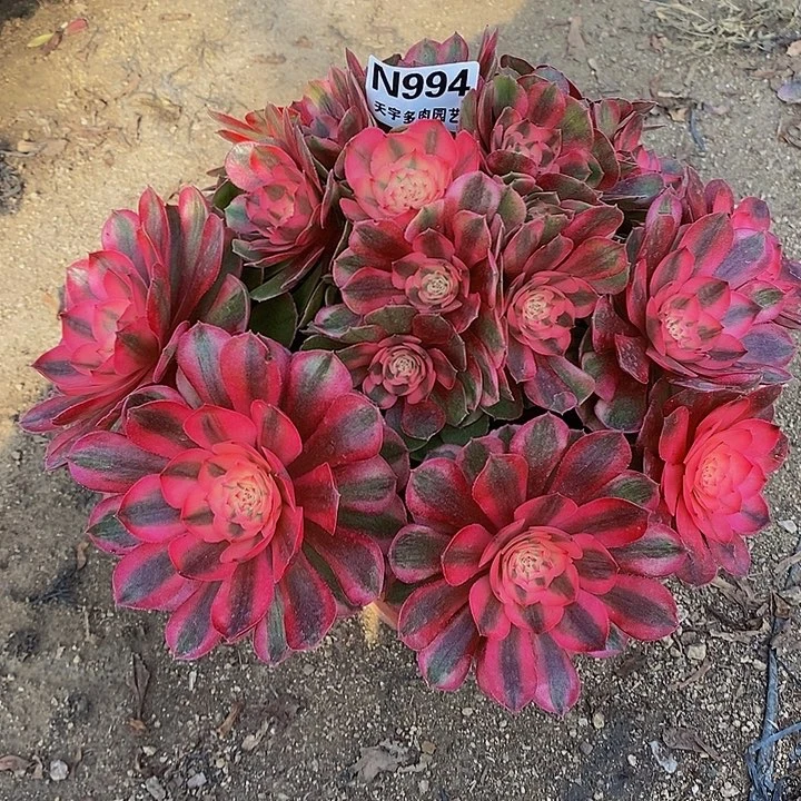 多肉植物荔枝984多肉