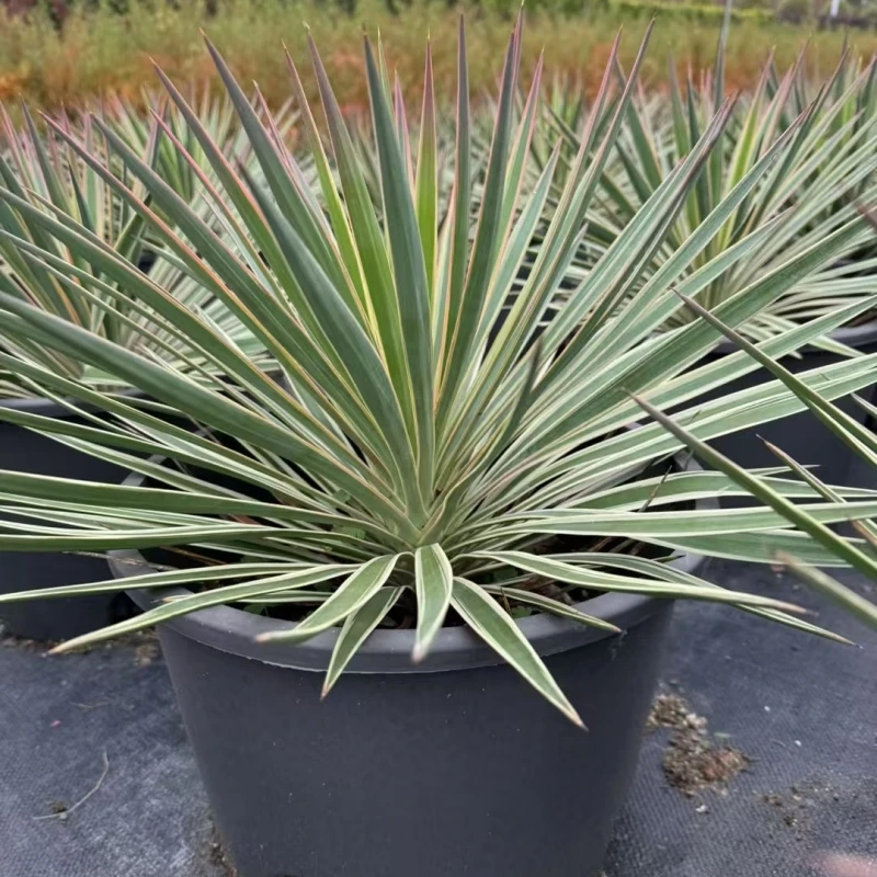 徐小姐花境象牙丝兰常绿观叶庭院多年生园耐寒耐热花镜植物