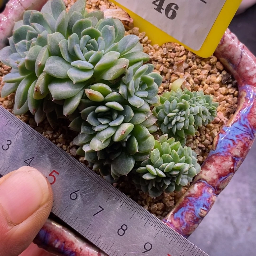 246糖心优选小叶缀……