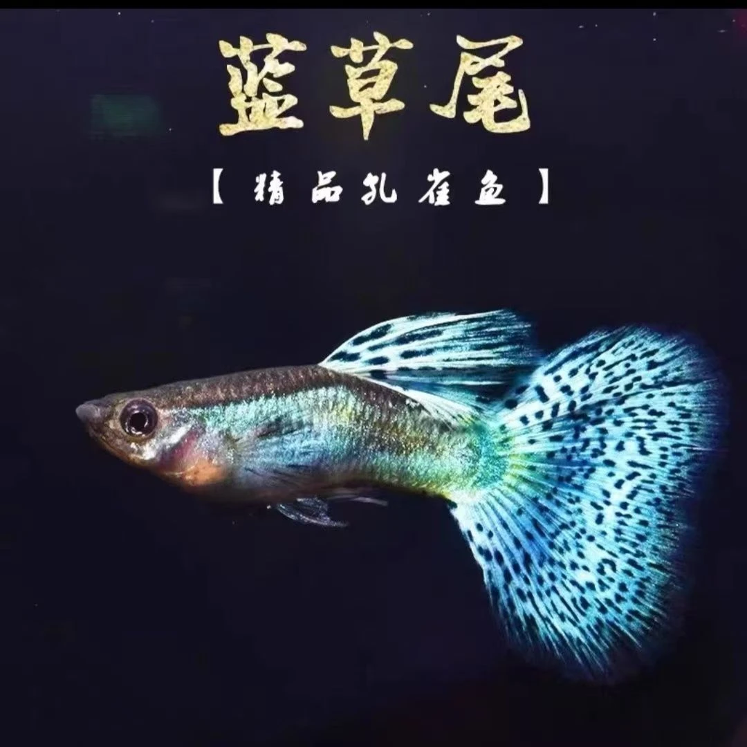 8号【精品蓝草孔雀鱼】观赏鱼小型活体热带冷水易繁殖好养耐活