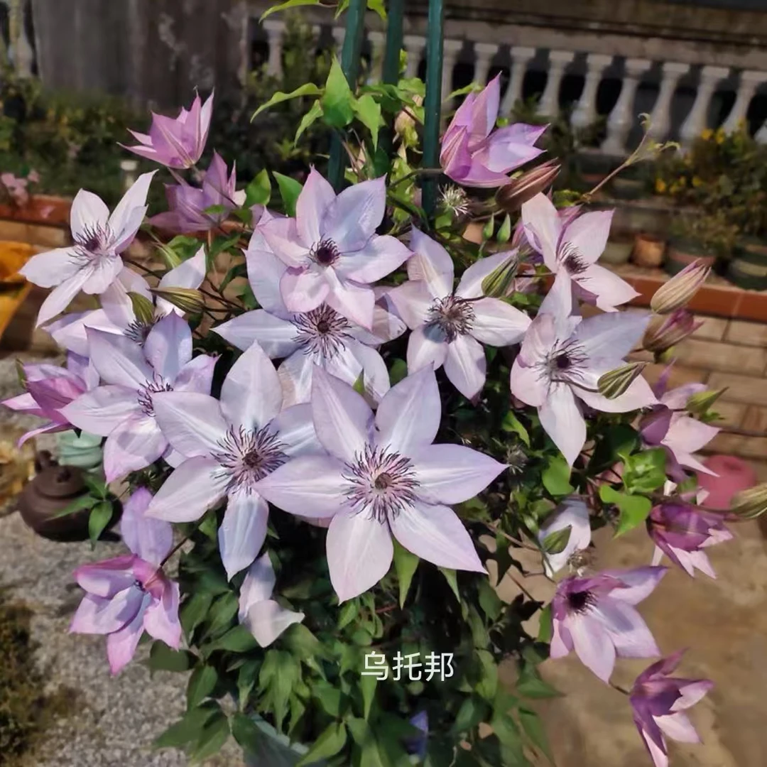2加仑原盆原土发货 乌托邦 铁线莲