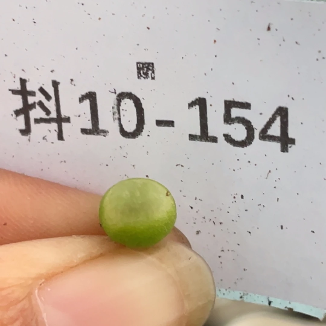 10-154小拉登多肉植物