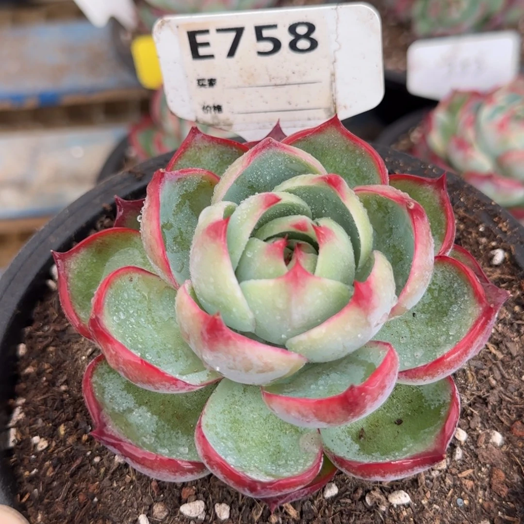 惊鸿一物一拍包装收缩花旱758