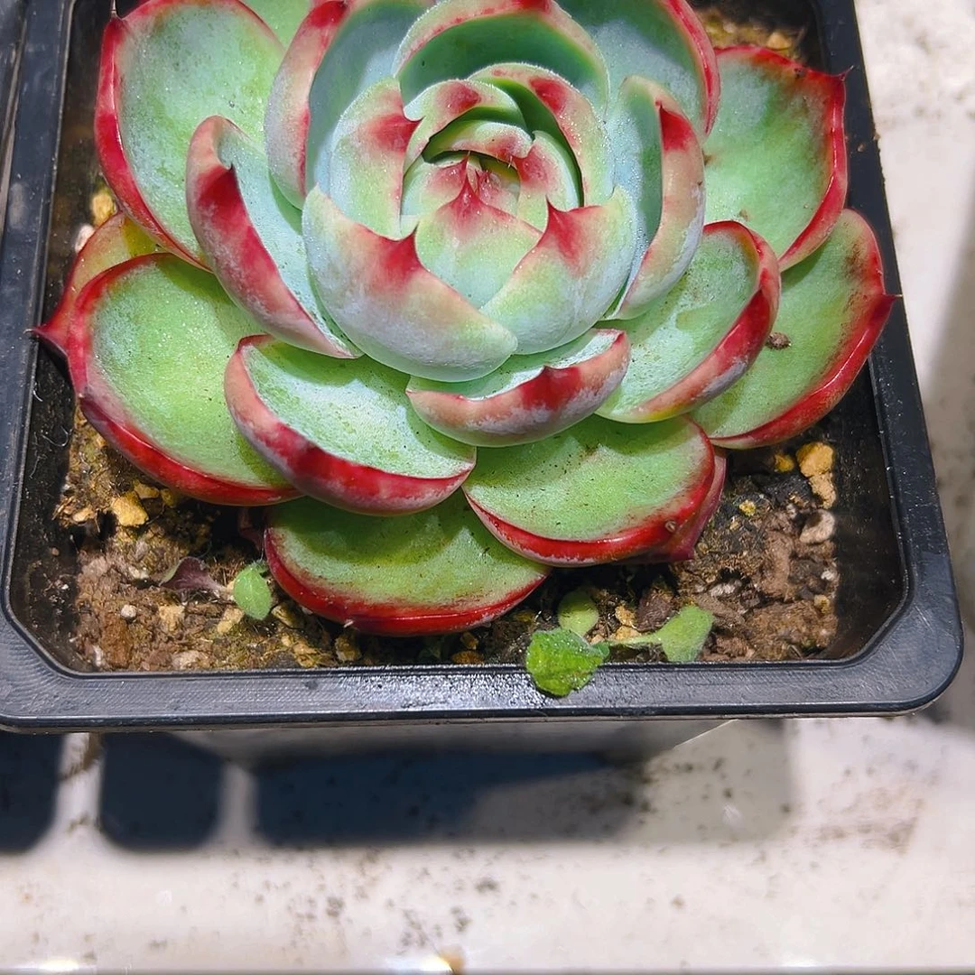 惊鸿多肉3467884890