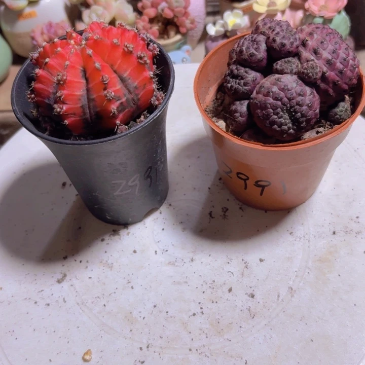 洋***蜜一物一拍编号2991 2991
